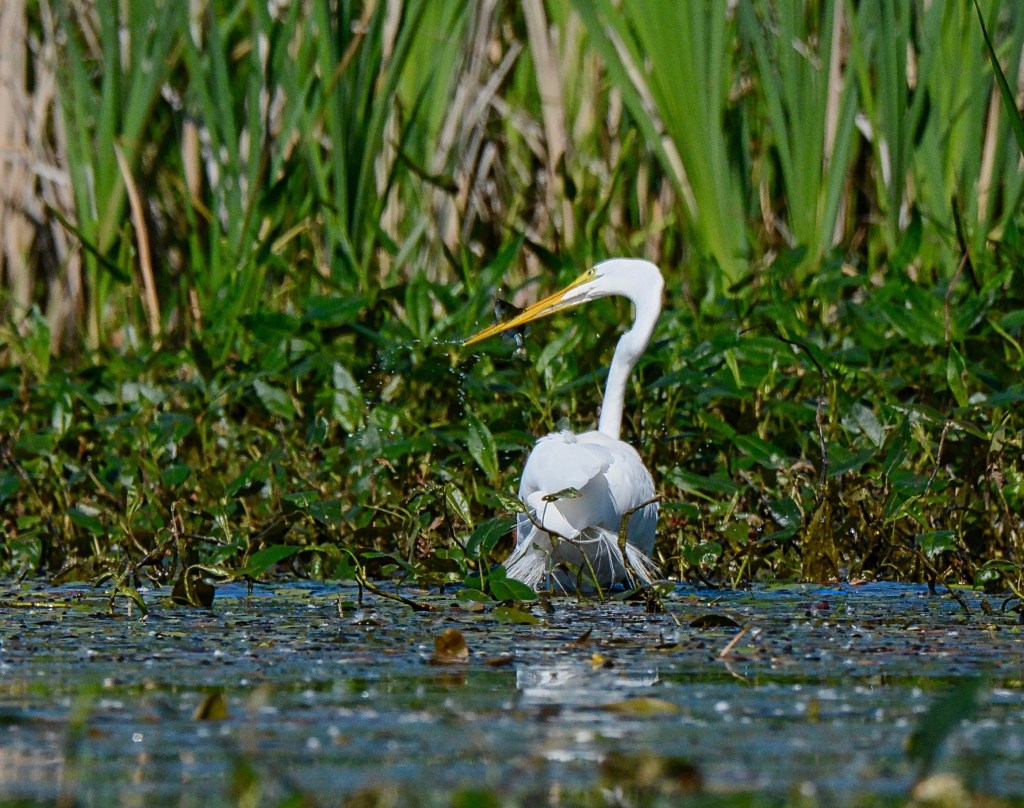 What I Like About You…