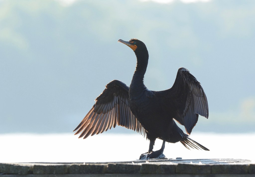 Lazy Days Of&nbsp;Summer