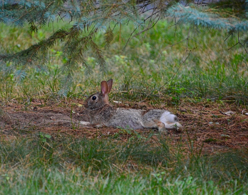 Nature’s Musings During A Hot And Humid&nbsp;Weekend