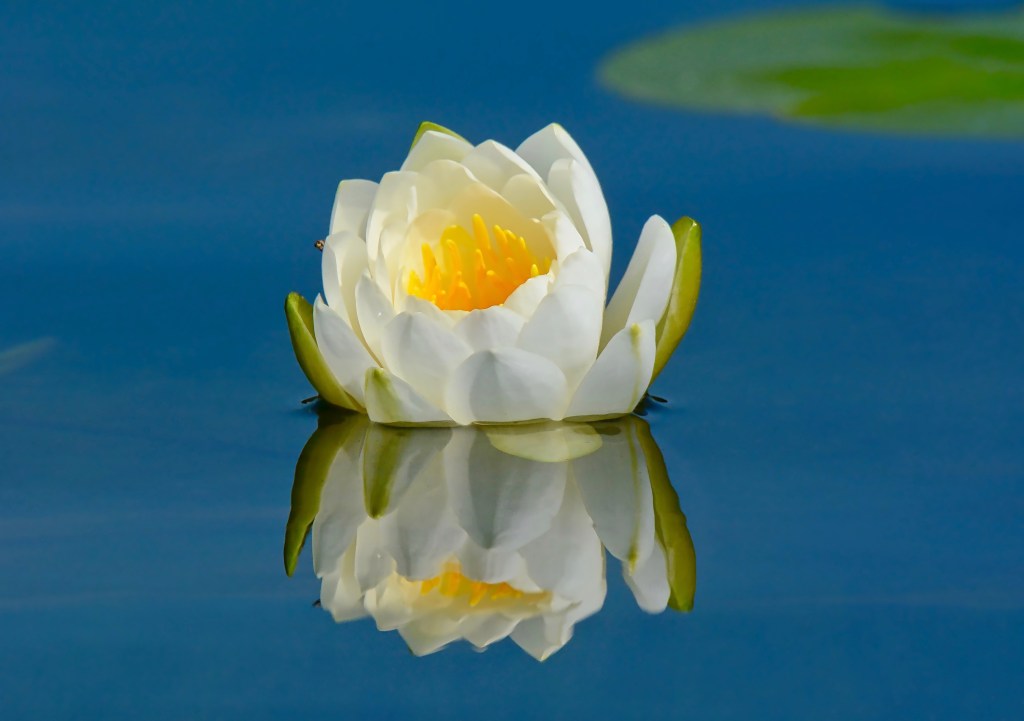 We Belong To The&nbsp;Light