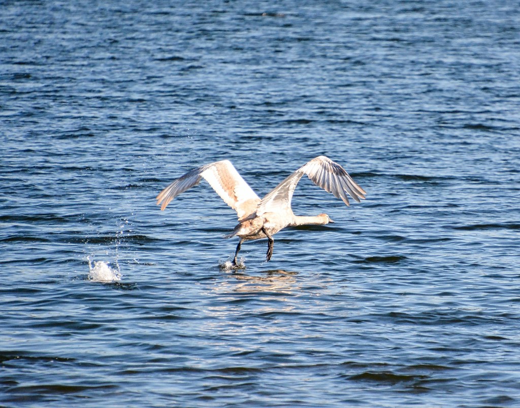 Silent Sunday – First&nbsp;Flight