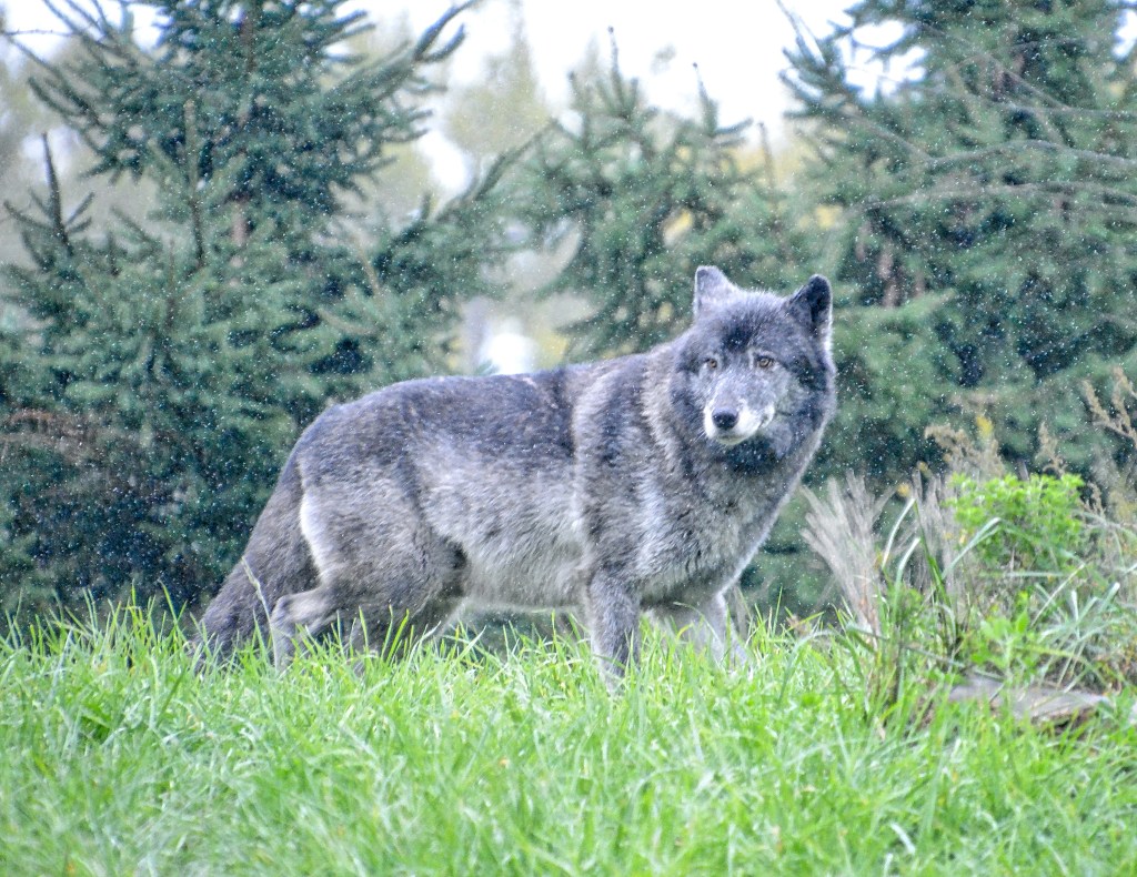 Tuesday Tunes – Hungry Like The&nbsp;Wolf