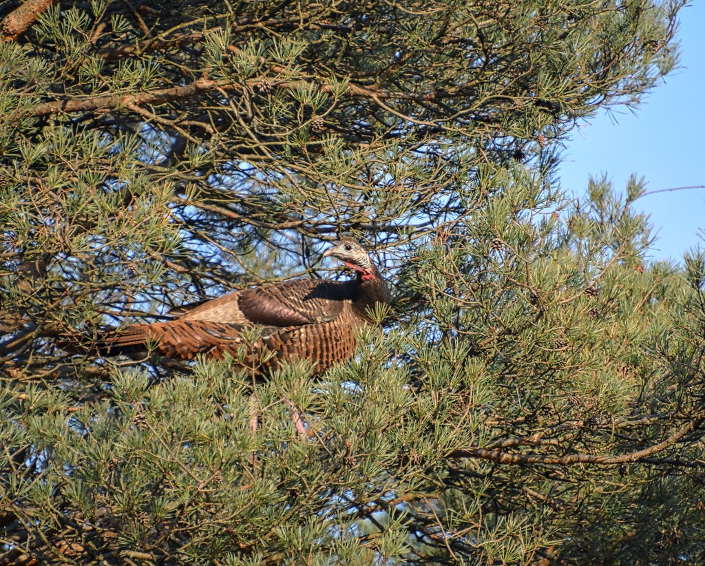 We’re Just Here For The Pumpkin&nbsp;Cheesecake
