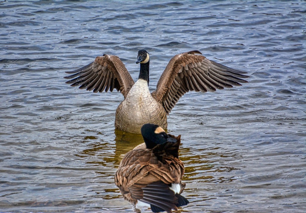 Saturday Songs – Let’s&nbsp;Dance