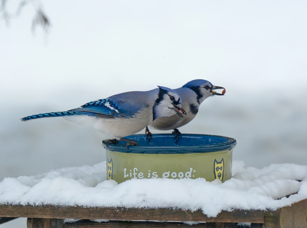 Thursday Tunes – Dirty Deeds Done Dirt&nbsp;Cheap