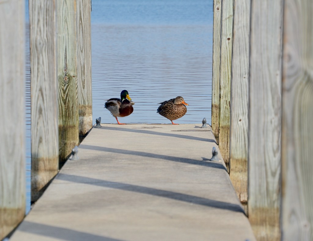 Saturday Songs – Sittin’ On The Boat&nbsp;Dock