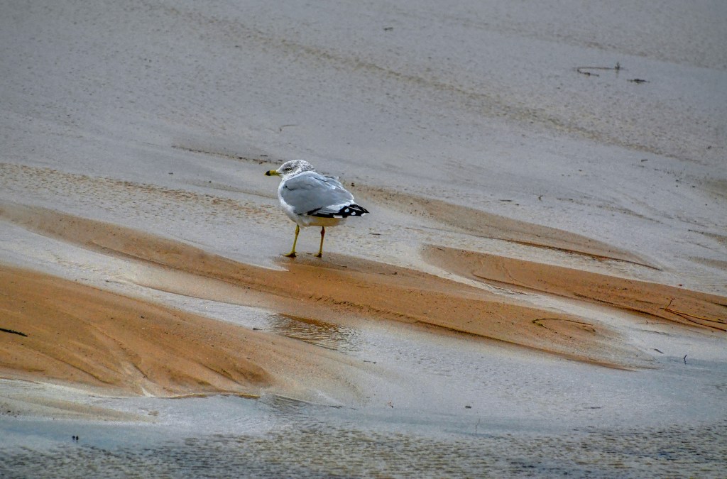 Tuesday Tunes – Coastal&nbsp;Confessions