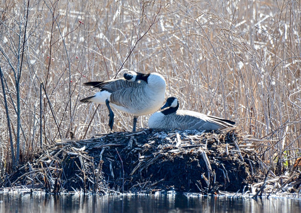 Thursday Tunes –&nbsp;Funkytown