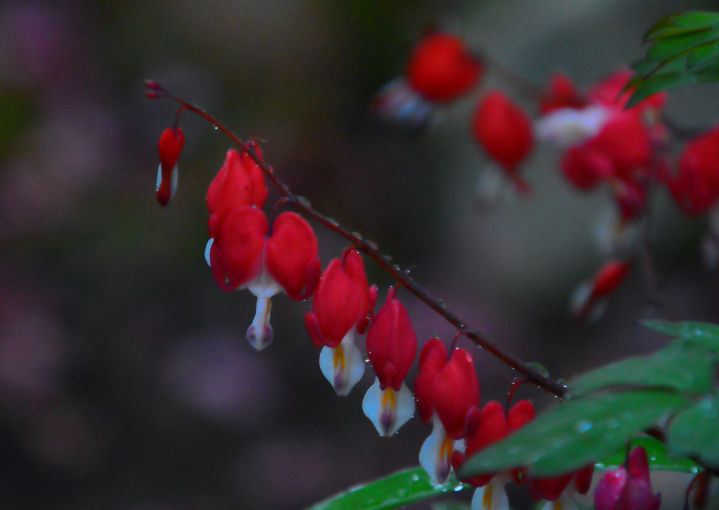 Thursday Tunes – Love&nbsp;Grows