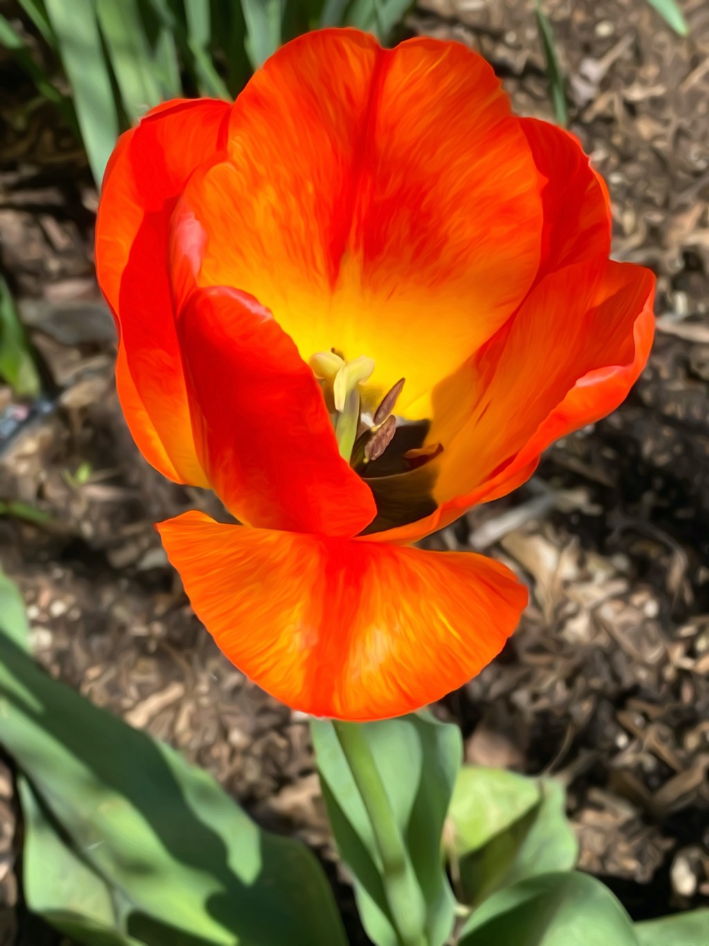 Tulip