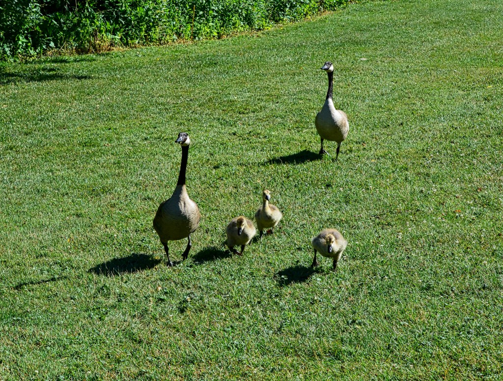 Thursday Tunes – Run Like&nbsp;Hell