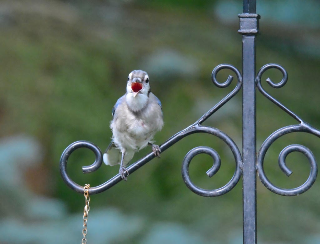 Tuesday Tunes – Heat Wave