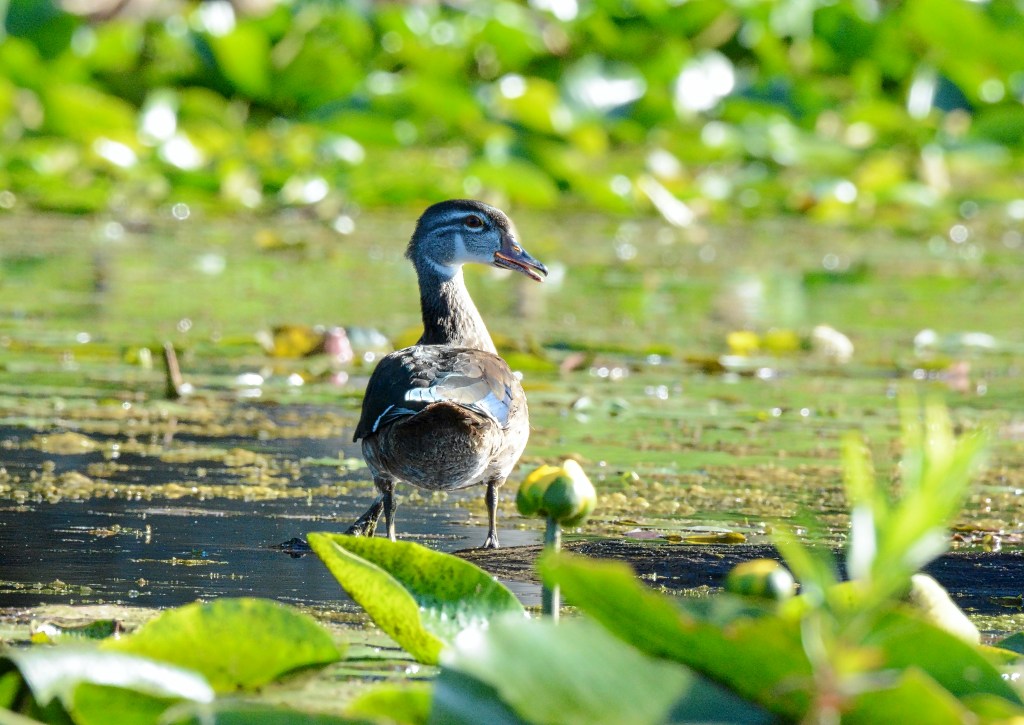 Tuesday Tunes – Why Does It Take So Long To Say&nbsp;Goodbye