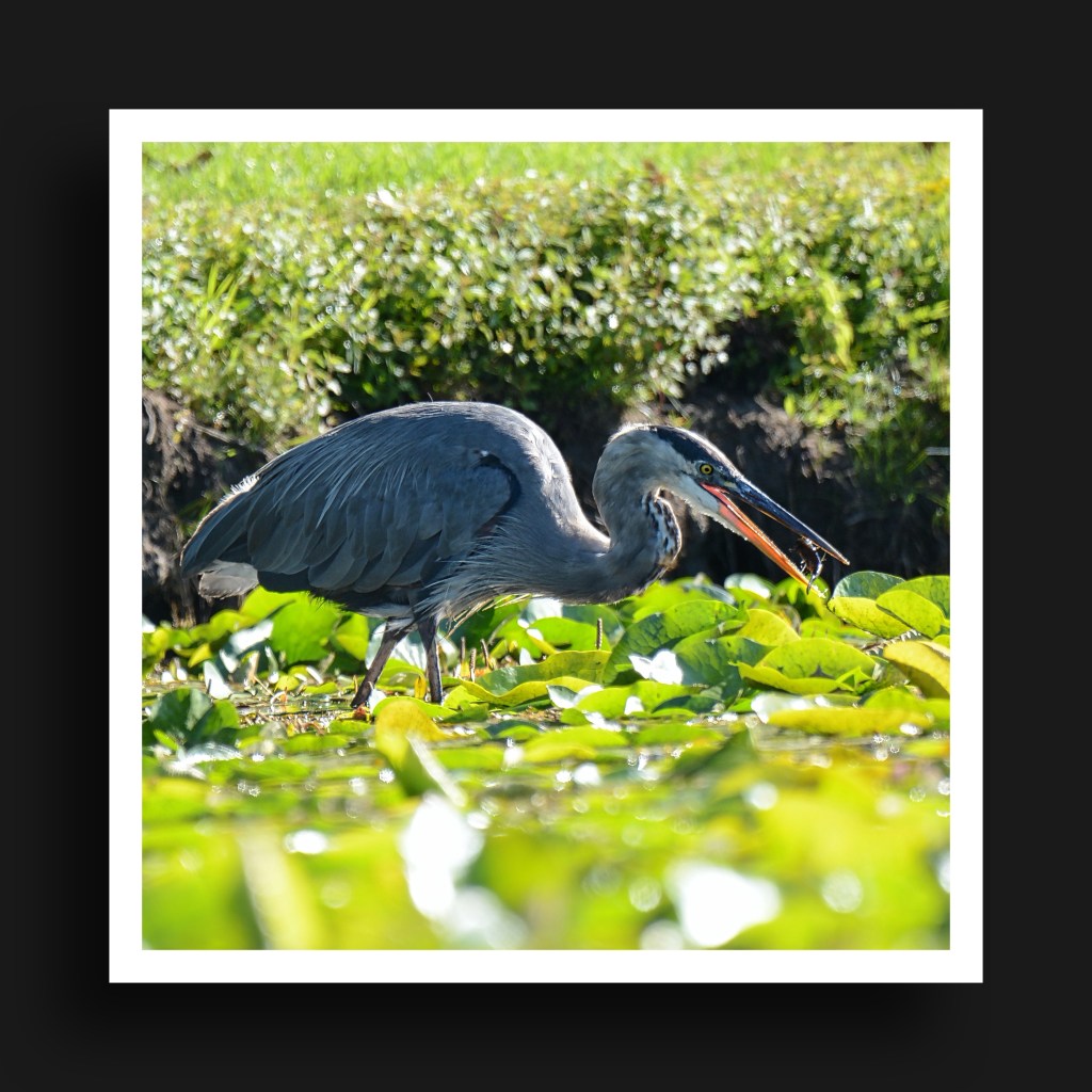 Thursday Tunes – Fisherman’s Blues