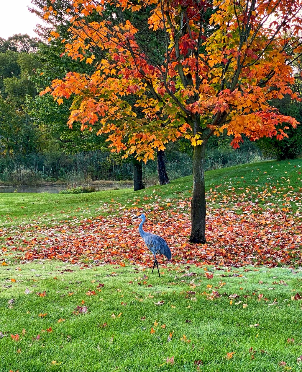 Monday Musings – 50 Word&nbsp;Story