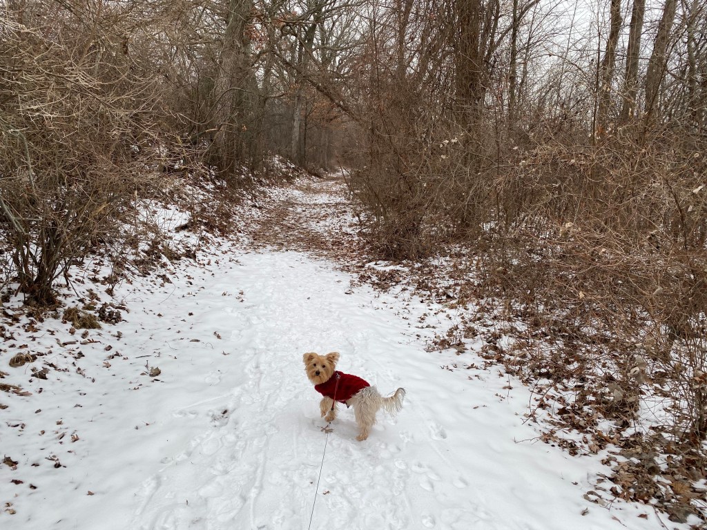 Tuesday Tunes – I Will&nbsp;Follow