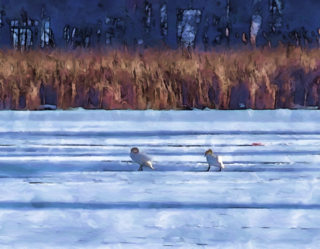 Lovely Winter Stroll