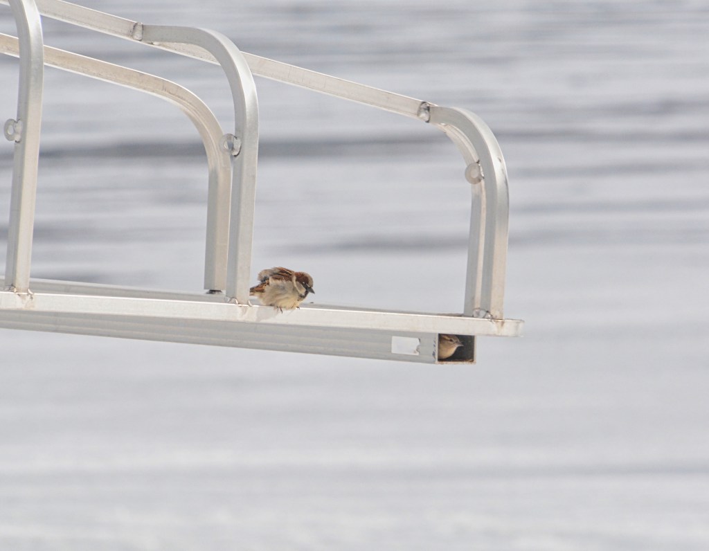 Tuesday Tunes – Ain’t Too Proud To&nbsp;Beg