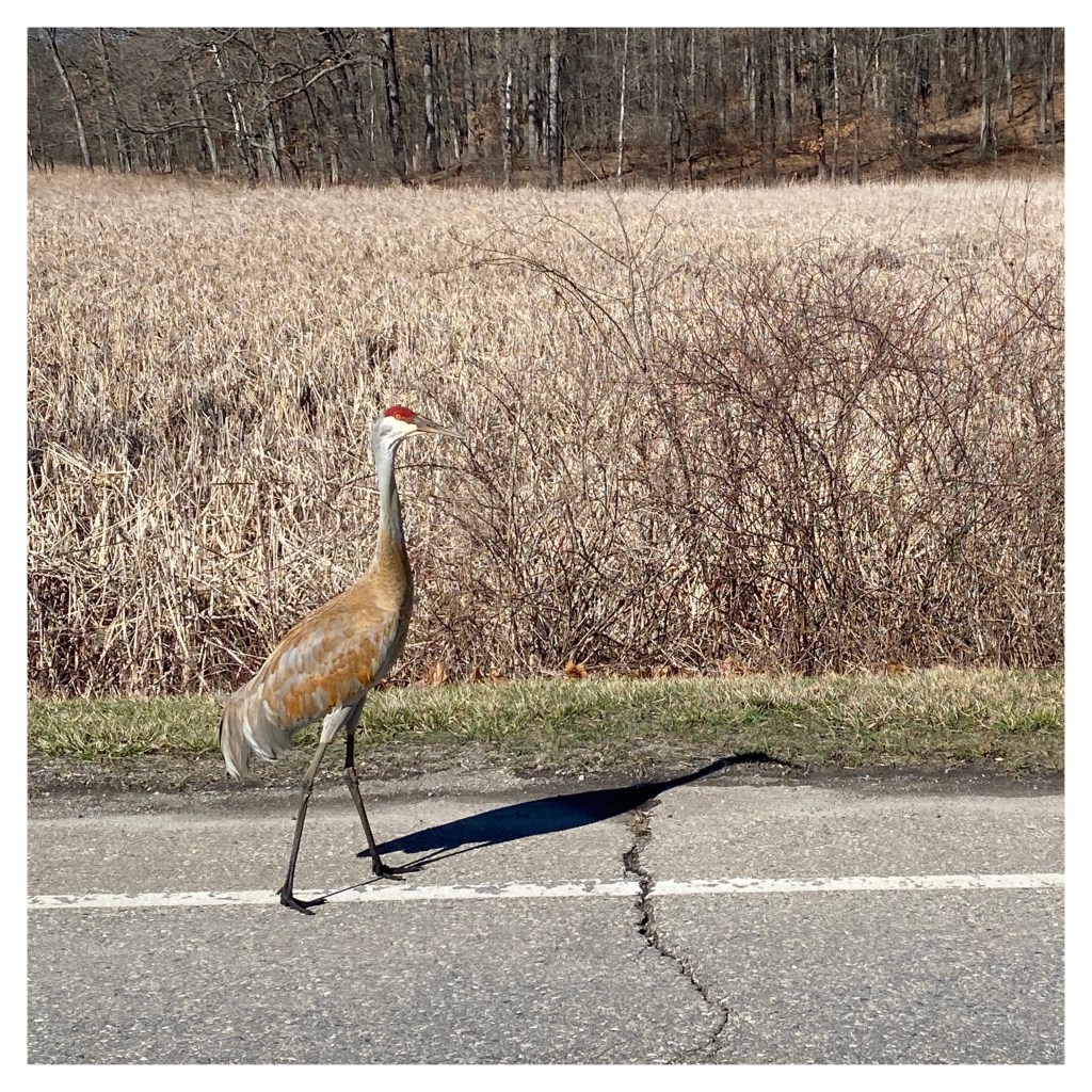 I Have Walked Through Many&nbsp;Lives