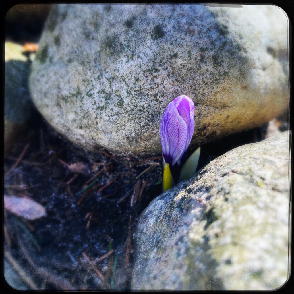 An Introvert’s Garden