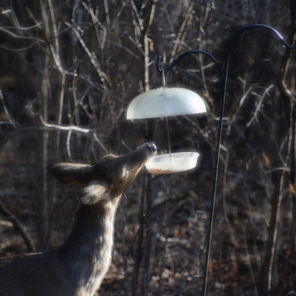 Snacks And Sunshine On My Whiskers Always Makes Me&nbsp;Happy