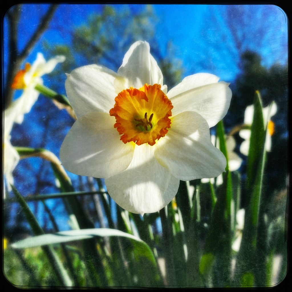 Daffodil Scouting With My Photography&nbsp;Assistant