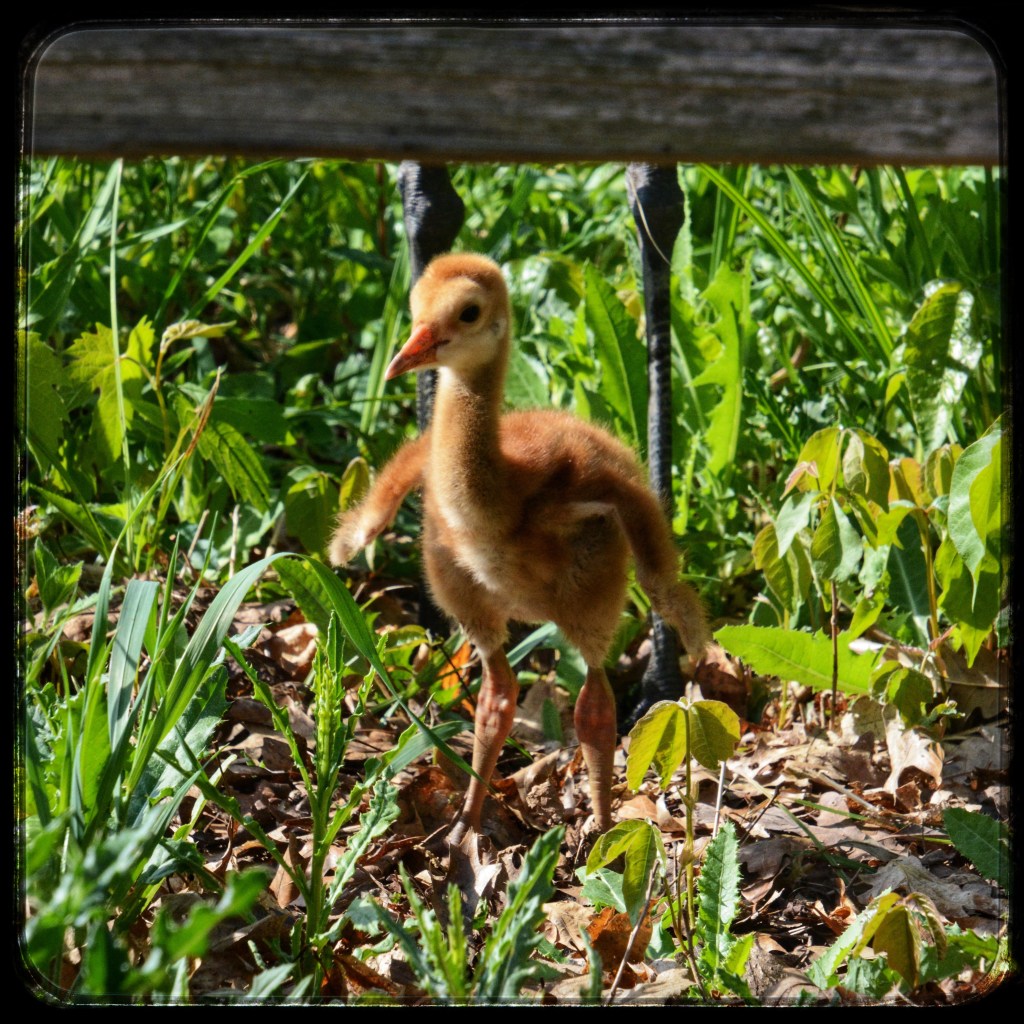 Life Is A Series Of Baby&nbsp;Steps