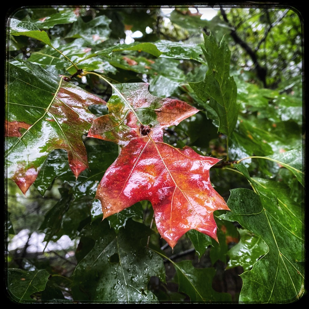 One Of The Rewards For Standing Out In The Rain With&nbsp;Harper