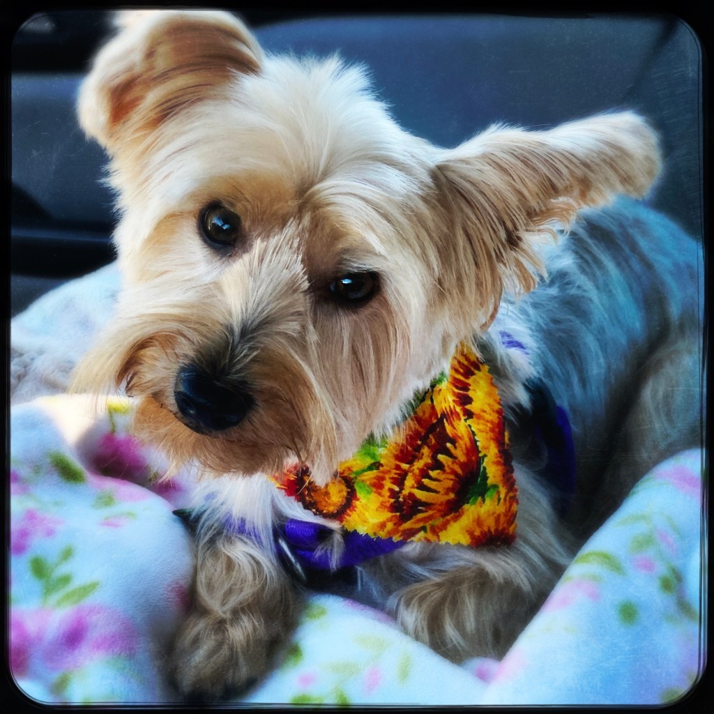 What Do You Mean I Can’t Go To The Muddy Park After The&nbsp;Spa?!?!