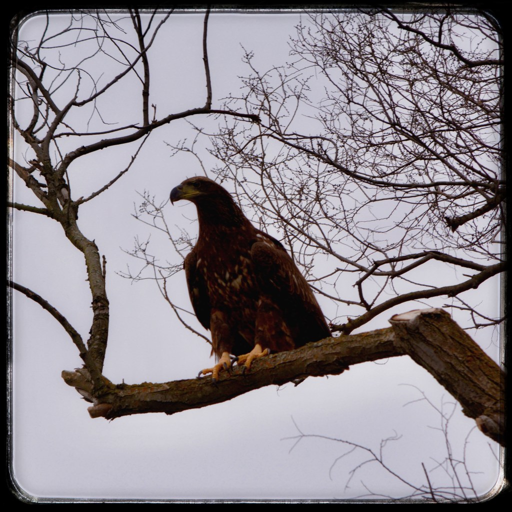 OMG Another Eagle, So Happy I Had My Nikon This&nbsp;Time!
