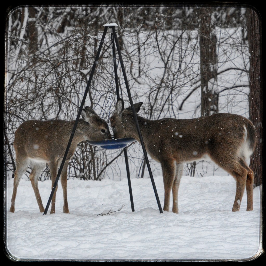 Winter Days And Good Movies