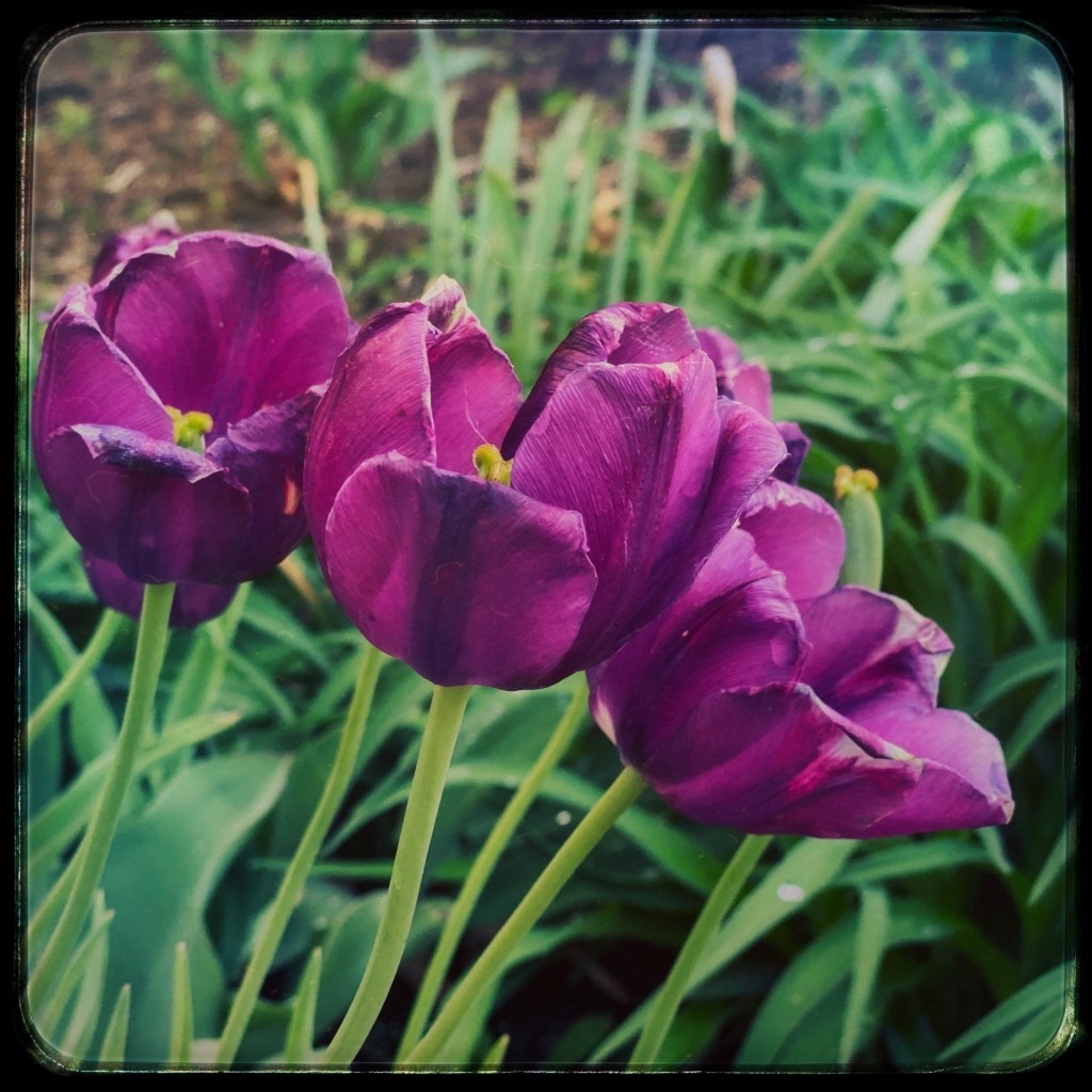 Spring Mornings And Good&nbsp;Books