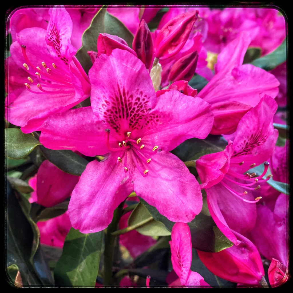 OMG, A Photo Of A Flower Actually Blooming In My Own&nbsp;Yard