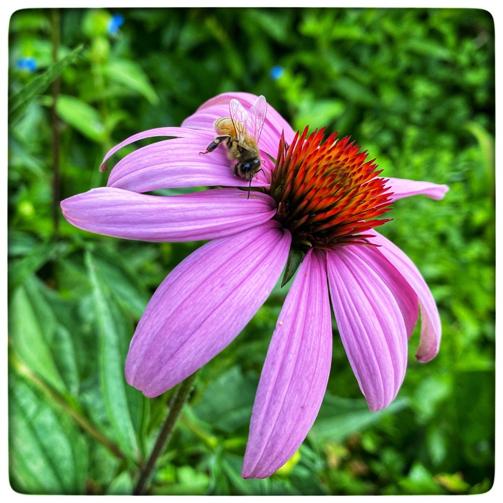 Summer Mornings And Good&nbsp;Books