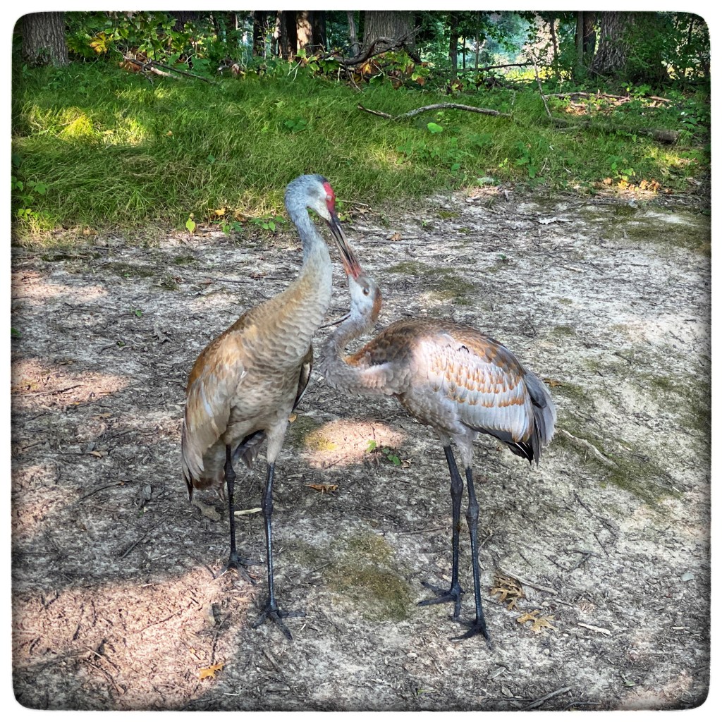 Summer Mornings And Good&nbsp;Movies