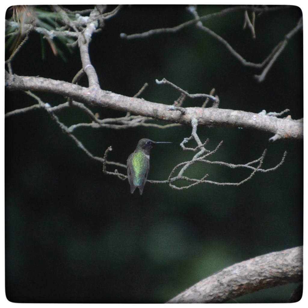 Summer Visitors And Good&nbsp;Music