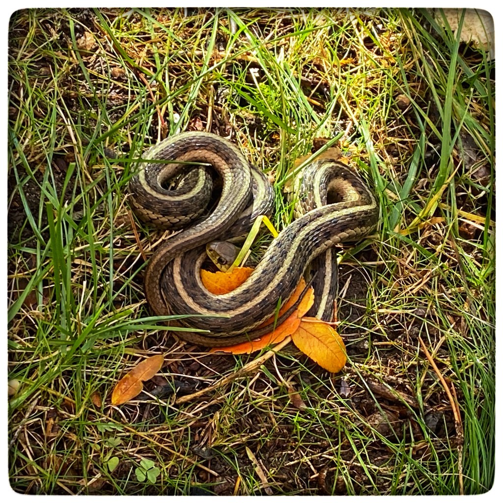 Rudely Awoken By A Leaf&nbsp;Blower