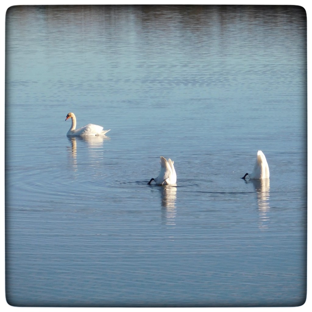 What Did The Visiting Trumpeter Swans Say To The Territorial Mute&nbsp;Swan?