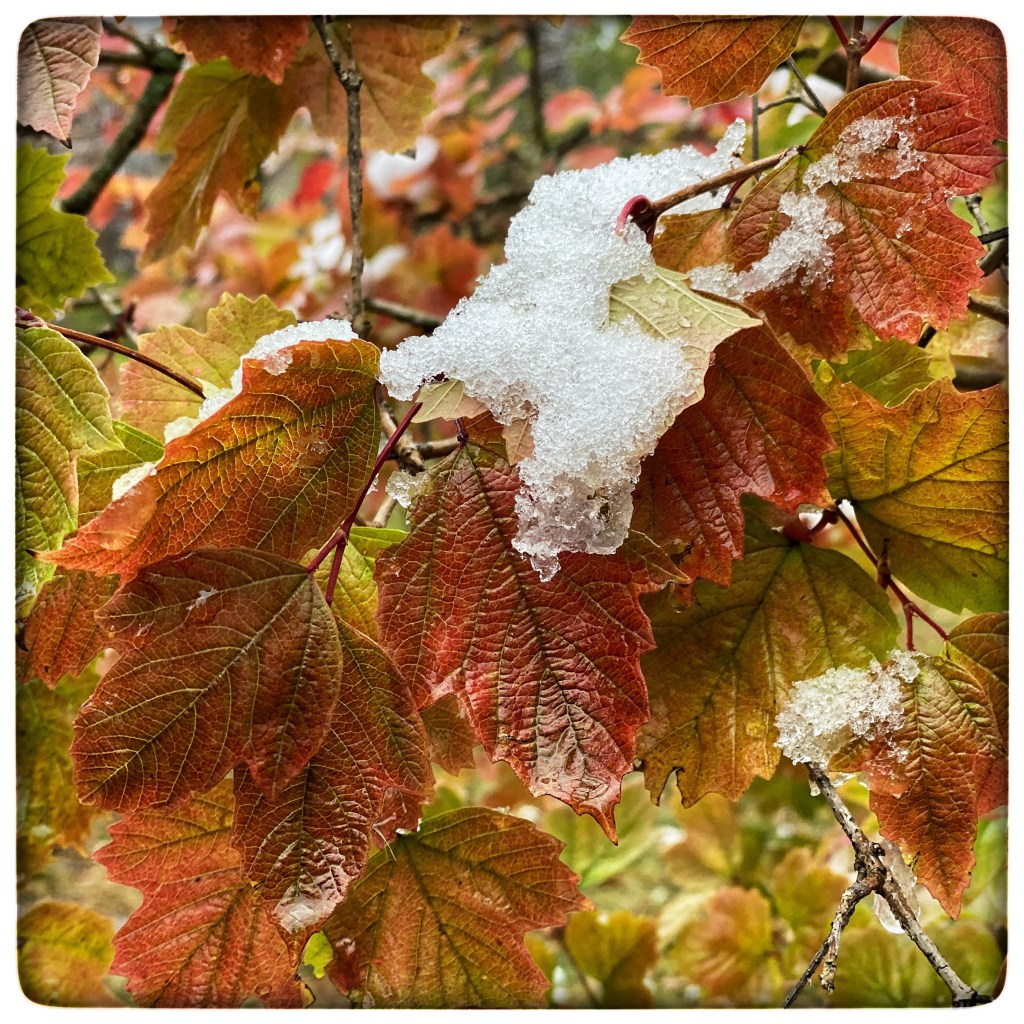 Favorites Of The&nbsp;Week