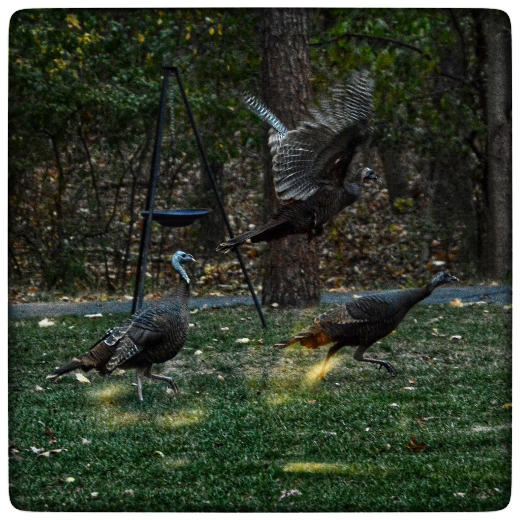 Don’t Fall For It, Boys – It’s Not A Party For&nbsp;Turkeys!!