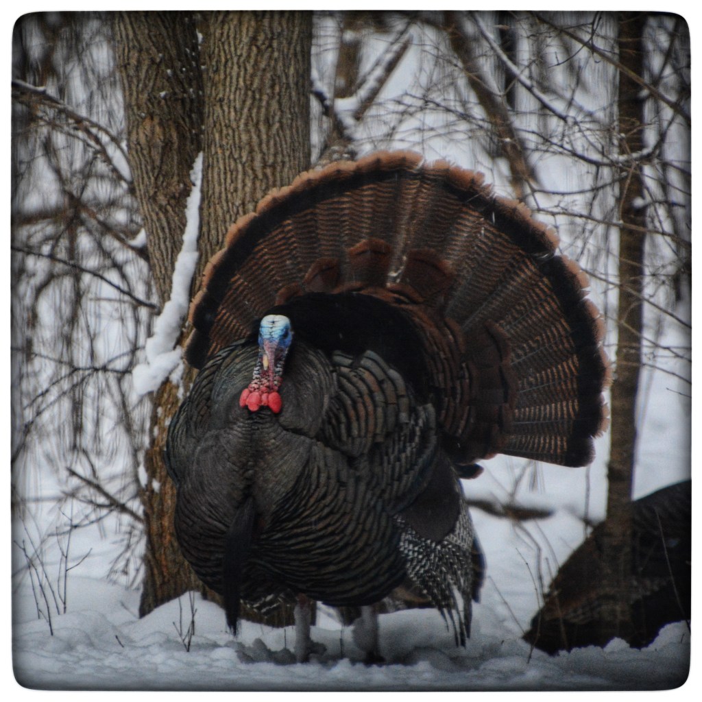 Winter Mornings And Good&nbsp;Music