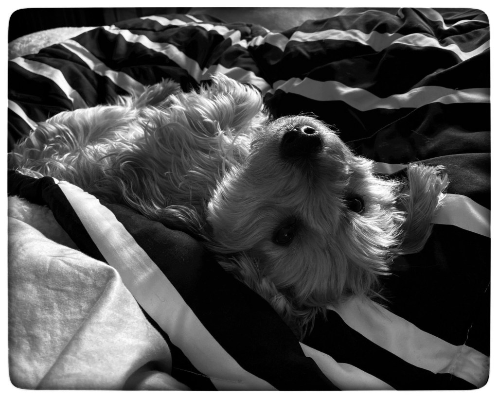 I Am Not Spoiled, I Just Happen To Be Great At Training&nbsp;People