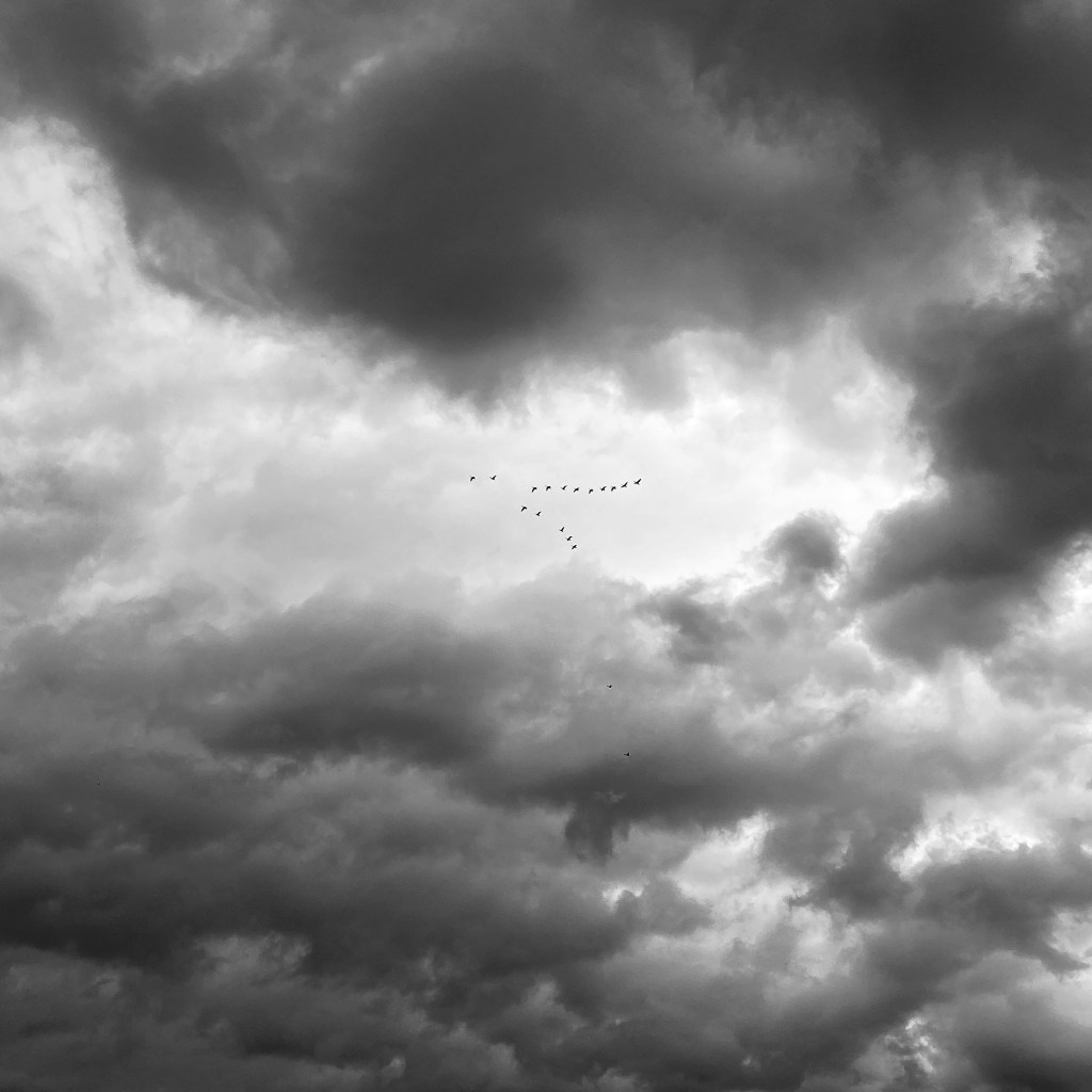 Spotlight On The Flock’s Perfect&nbsp;Formation