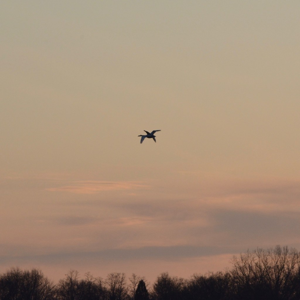 I’ve Been Pondering…