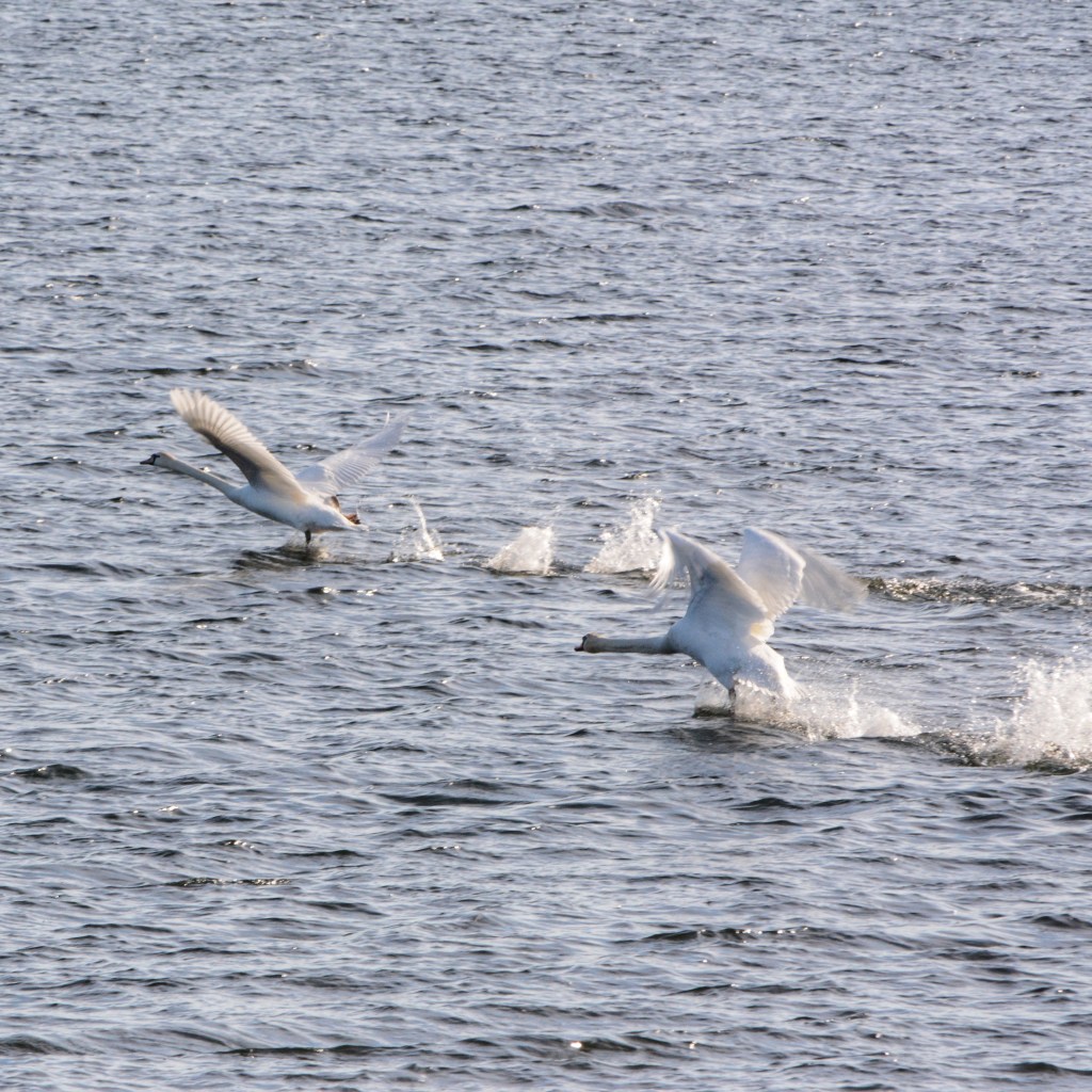 I’ve Been Pondering…