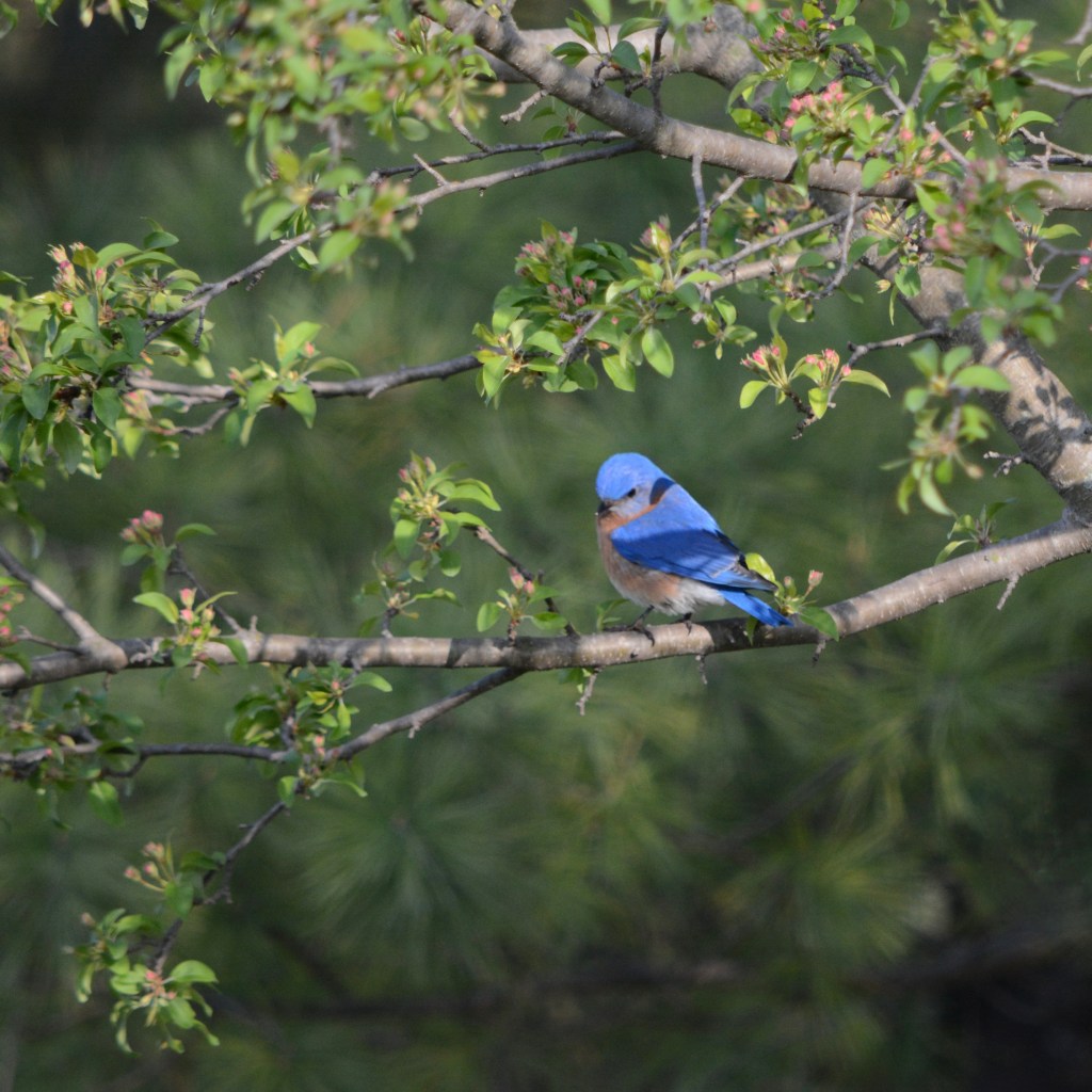 The Art Of CIMPLE Living – Bask In The Beauty Of A Spring&nbsp;Morning