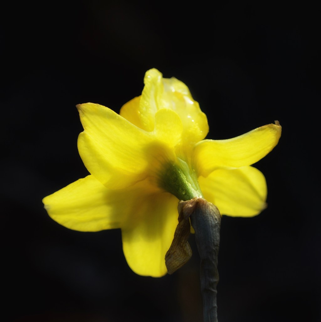 I’ve Been Pondering…