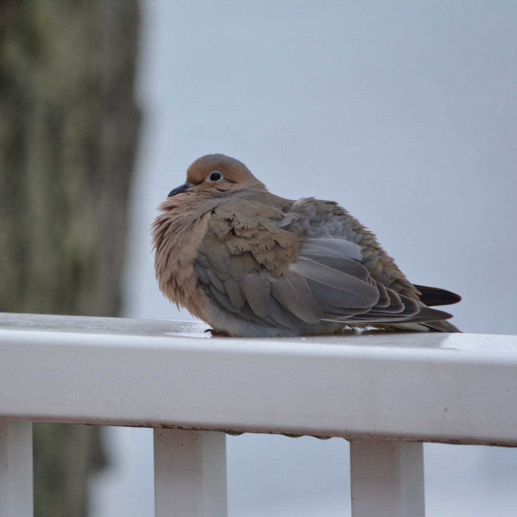 I’ve Been Pondering…