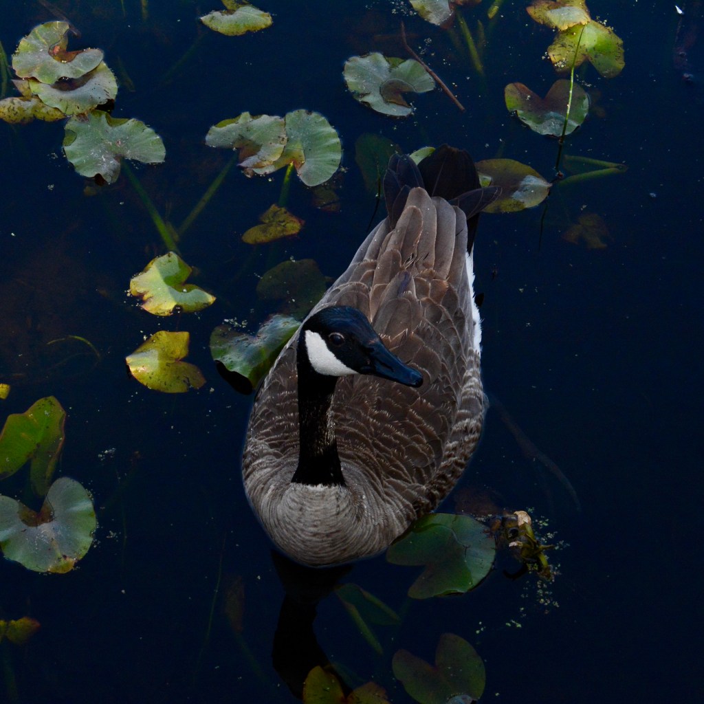 Spring Mornings And Good&nbsp;Music