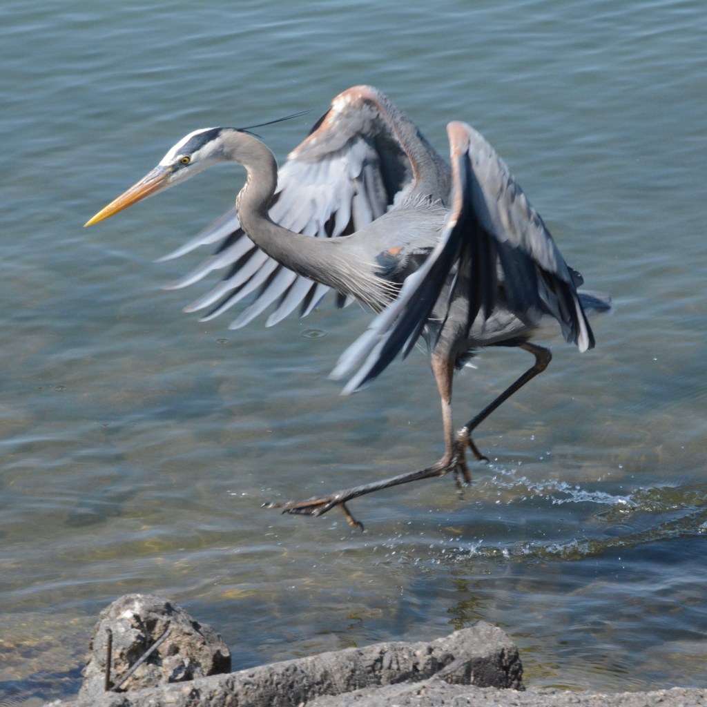 Spring Mornings And A Surprising New&nbsp;Album